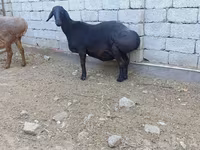 میش, گوسفند — عکس 4