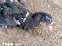 Ducks — foto 3
