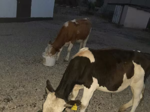 Бик, Swiss cattle