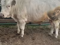 Toro, Simmental cattle — foto 2