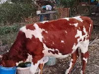 گاو ماده, گاو — عکس 3
