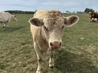 Buğa, Charolais cattle — foto 2