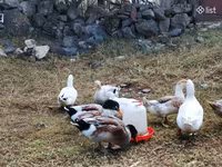 Ducks — foto 2