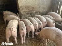 แม่สุกร, หมู — รูปภาพ 1