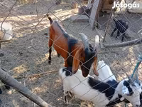 Ziegenbock, Nubian Goat — Foto 1