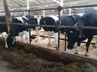 Vacă, Rasa Holstein — foto 2