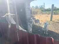 ፍየል, Goats — ፎቶ 4