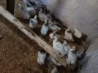 Chickens — fotografija 2