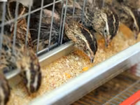 Quails — 照片 3