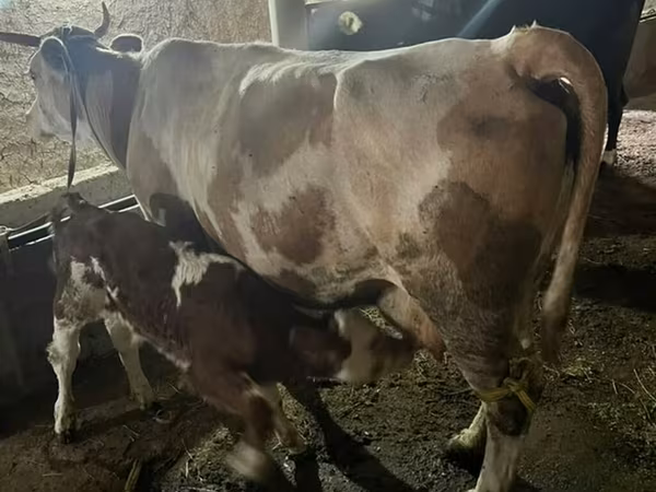 Cow, Swiss cattle — Kyrgyzstan