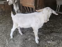 Chèvre, Saanen goat — photo 4