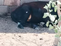 Lembu betina, Cattle — foto 3