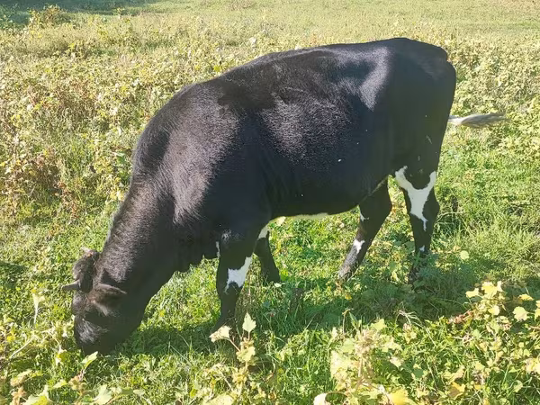 گاو ماده, Russian Black pied cattle
