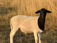 Widder, Dorper sheep — Foto 1