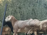 Ovce, Edilbay sheep — foto 3