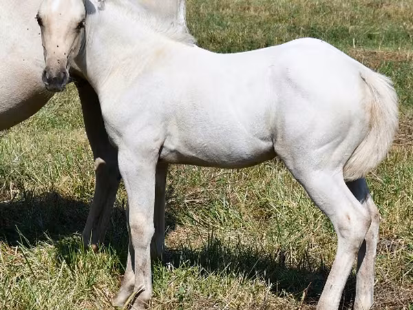 பெண் குதிரை, Quarter Horse — அமெரிக்கா