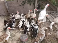 Domestic Muscovy — foto 3