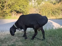 Ovan, Edilbay sheep — fotografija 1