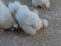 Chickens — foto 4