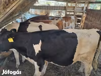 Ng'ombe (kikundi, jinsia haijatajwa), Ng'ombe — picha 6