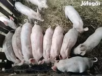 Schweine (Partie, Geschlecht nicht angegeben), Крупная белая — Foto 1