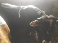 Krava, Simmental cattle — fotografija 3