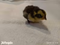 Quails — الصورة 4