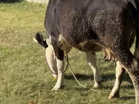 Vaca, Russian Black pied cattle — foto 3