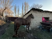 Жребец, Коне — снимка 1