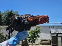 Chickens — foto 2