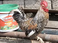 Chickens — foto 4