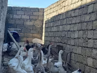 Geese — foto 2