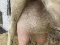 بز ماده, Saanen goat — عکس 1
