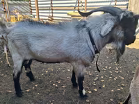 بز نر, Saanen goat — عکس 2