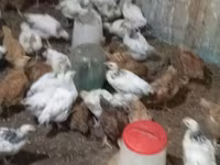 Chickens — fotografija 1