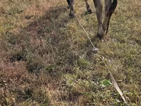 Vaca, Raza Alatau — foto 5