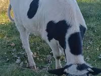 Гов, Russian Black pied cattle — акс 2