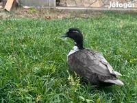 Ducks — Foto 2
