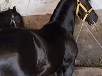 Kůň, Friesian — foto 2