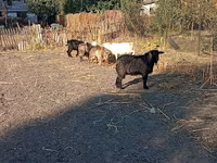 Billy Goat, Goats — photo 7