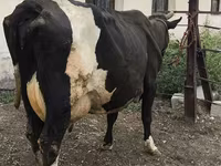 Krava, Russian Black pied cattle — fotografija 1