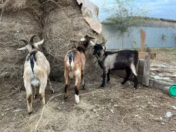 बकरा, Alpine goat