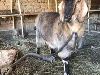 Koza, Beetal goats — fotografija 3