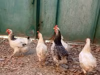 Chickens — Foto 8