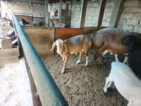 Berbec, Arashan sheep — foto 3