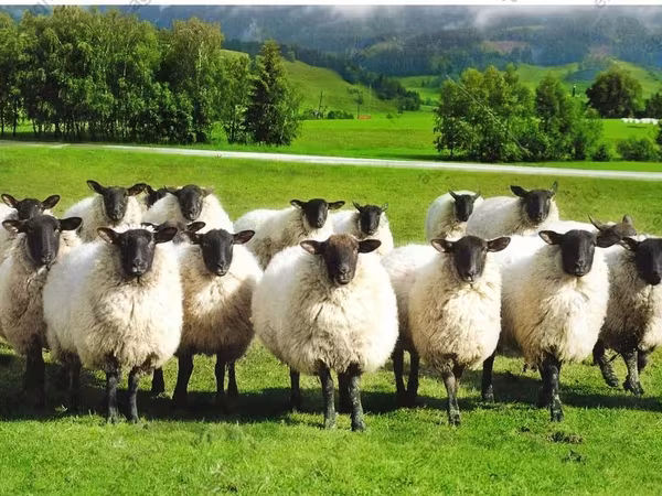 Juh, Romanov sheep