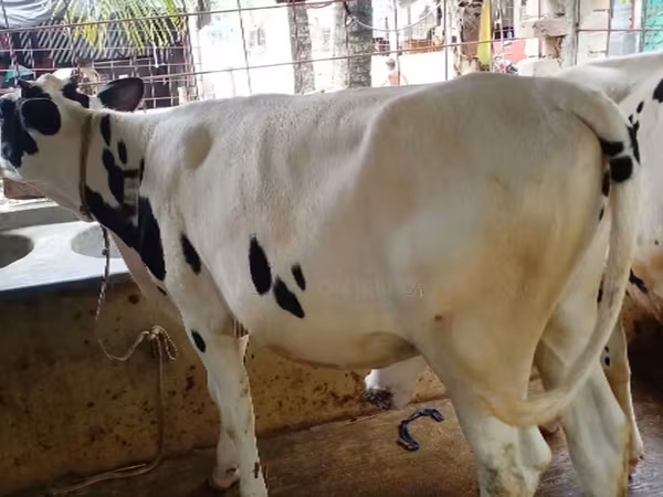 Sigir, Gollandiyalik zot — Bangladesh
