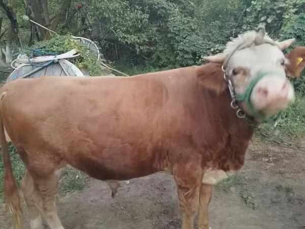 Ng'ombe dume, Swiss cattle