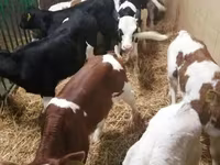 Kvæg (parti, køn ikke angivet), Simmental cattle — foto 2