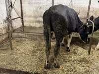 Býk, Russian Black pied cattle — foto 2